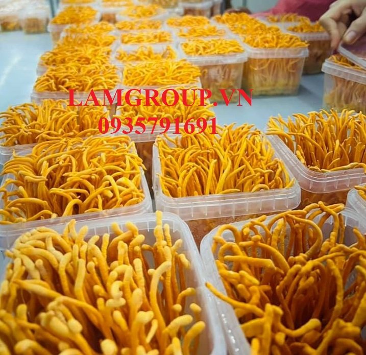 Set quà tặng Tết Quý mão 2023 - bộ nước yến 70ml Lamgroup giành cho người thân bạn bè Set quà tặng Tết Quý mão 2023 - bộ nước yến 70ml Lamgroup giành cho người thân bạn bè