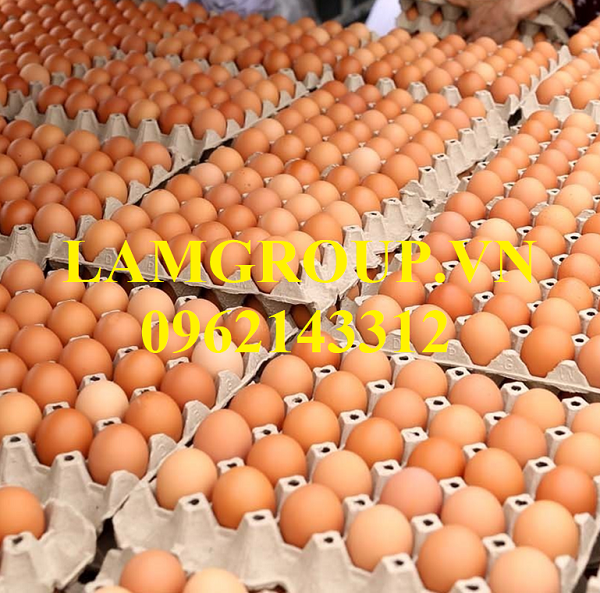 TRỨNG GÀ - THỰC PHẨM THIẾT YẾU TRONG MÙA COVID TRỨNG GÀ - THỰC PHẨM THIẾT YẾU TRONG MÙA COVID