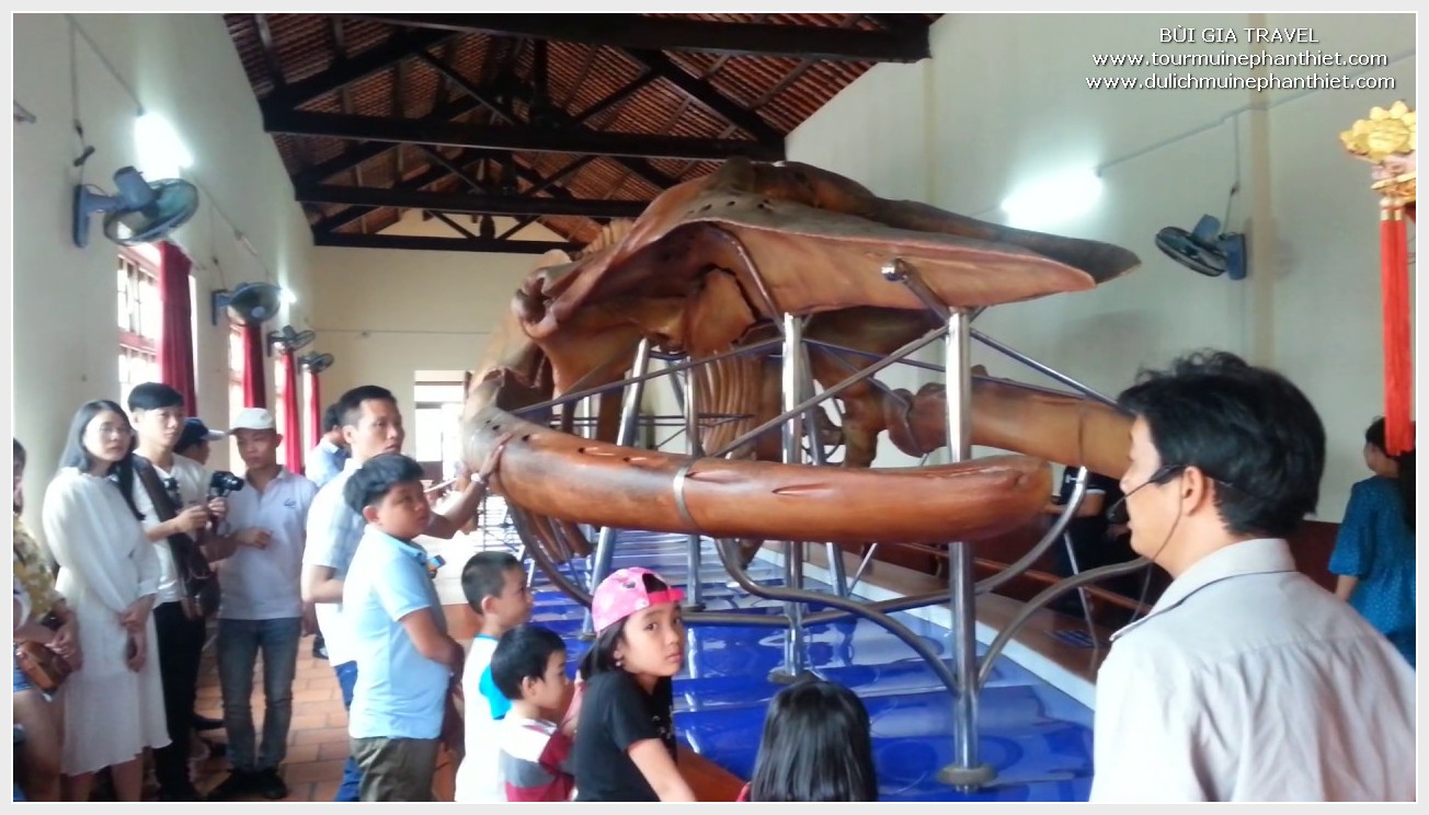 Cận cảnh bộ xương cá voi lưng gù dài 18m, nặng 10 tấn ở VHDH Nha Trang