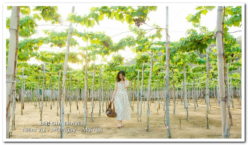 Vườn nho Ninh Thuận