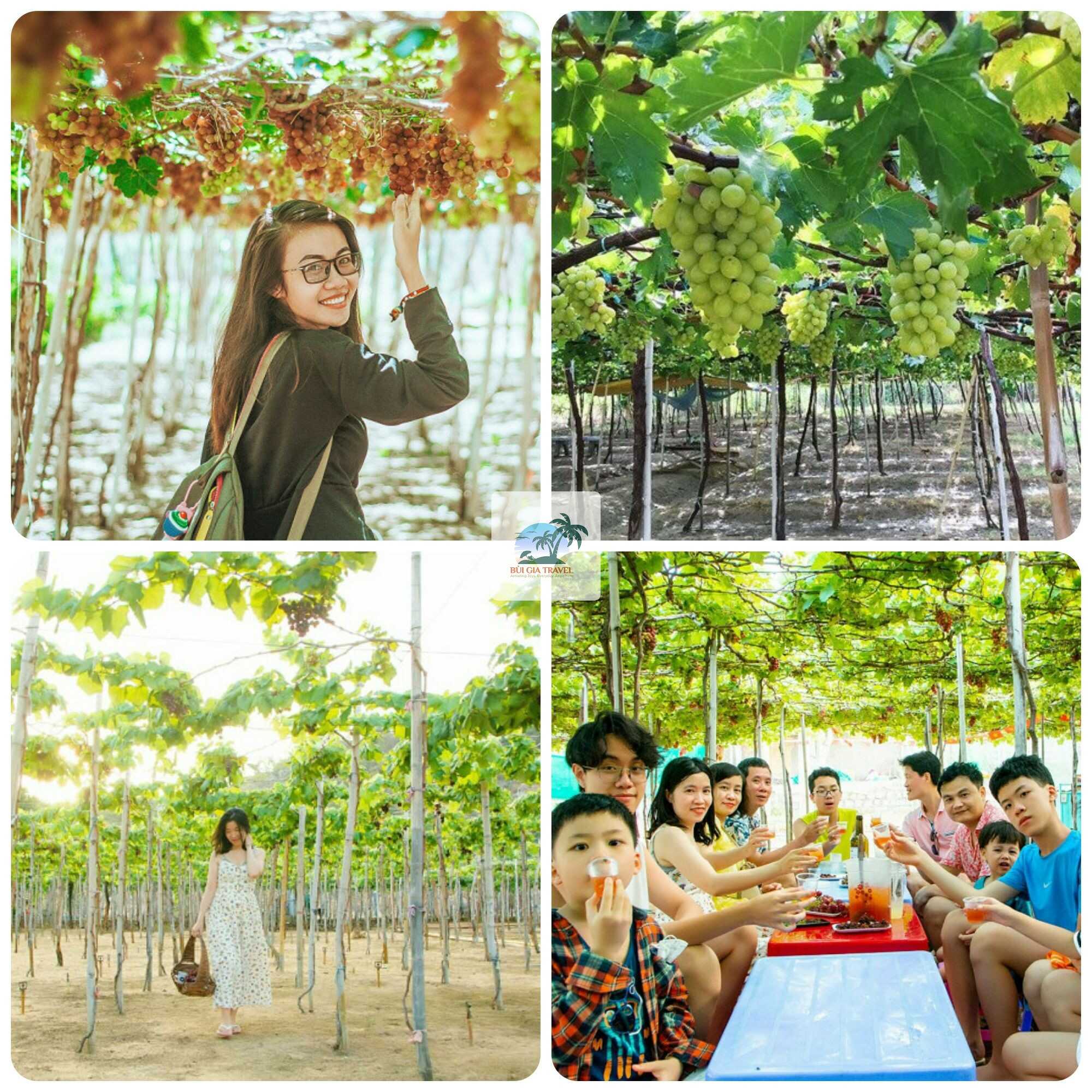 Vườn Nho - Khám phá hương vị độc đáo của vùng đất