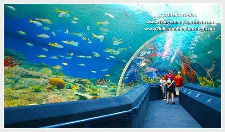 Du Khách khám phá, tìm hiểu các loại sinh Vật Biển tại Viện Hải Dương Học Nha Trang