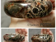 Tác dụng của San hô hóa thạch | CTjade