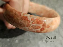 Hoá thạch san hô người thích kẻ sợ vì sao bạn biết không?