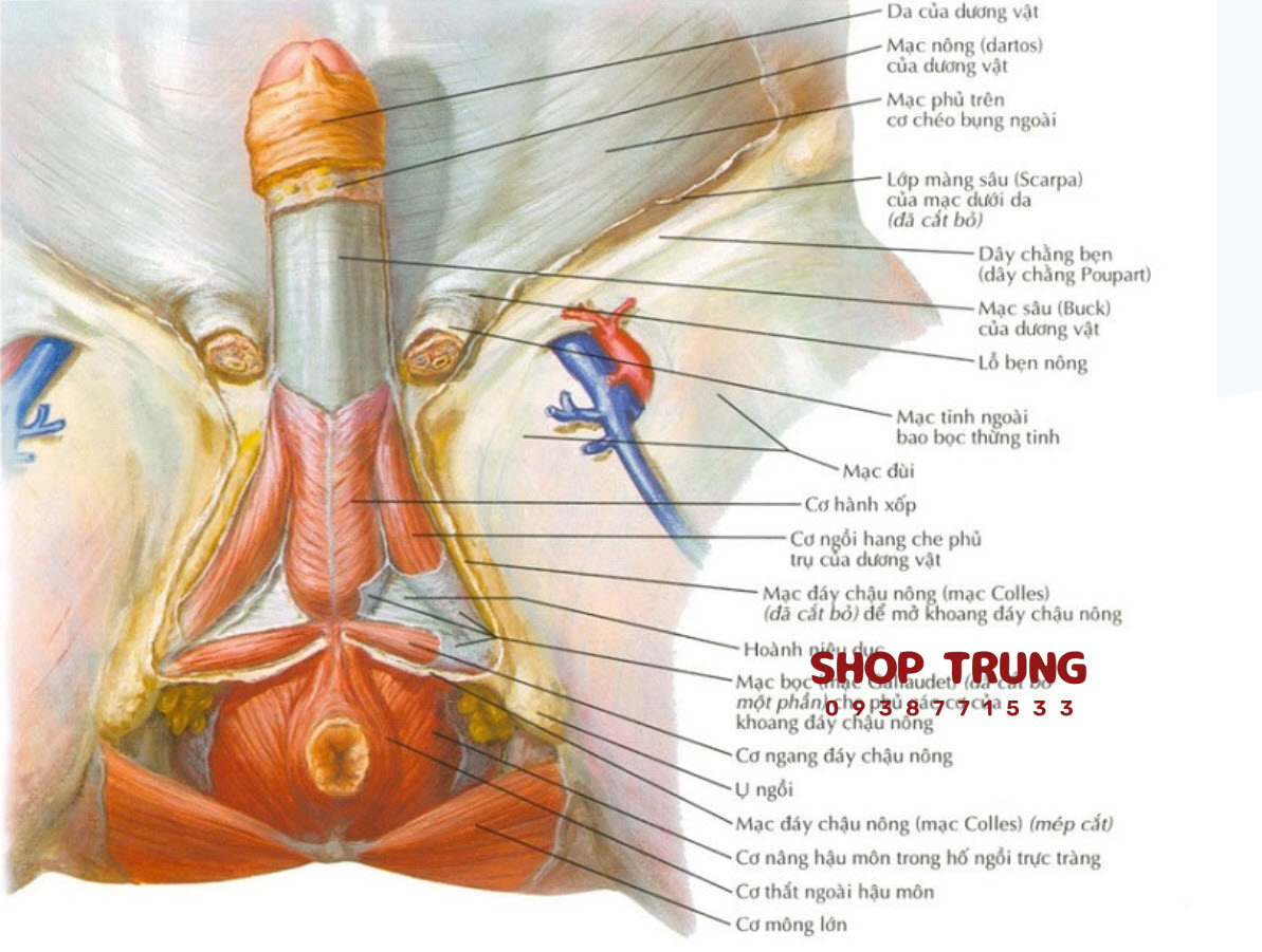 su that ve suc khoe duong vat su that ve suc khoe duong vat