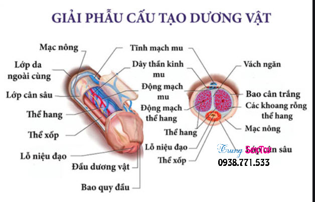 cấu tạo của một dương vật của nam giới cấu tạo của một dương vật của nam giới
