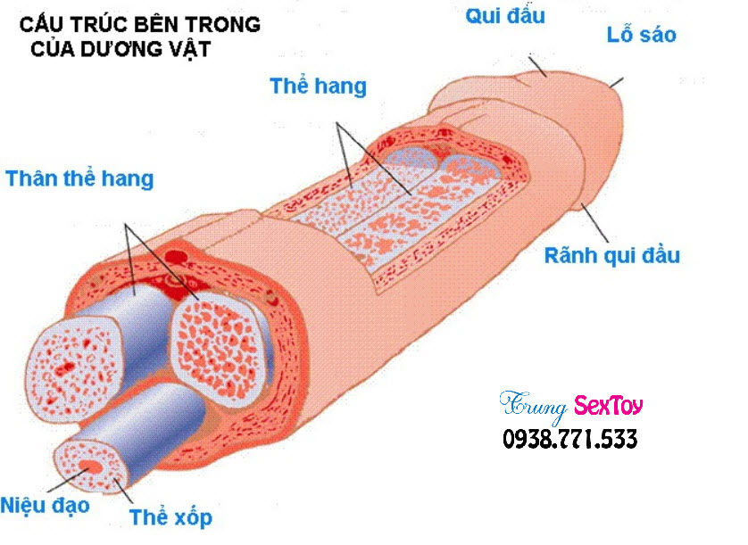 cấu tạo của một dương vật của nam giới cấu tạo của một dương vật của nam giới