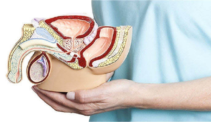 Cơ PC hay còn được gọi là cơ mu cụt Cơ PC hay còn được gọi là cơ mu cụt