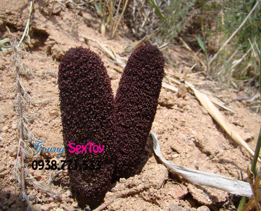 kẹo sâm hamer xanh  kẹo sâm hamer xanh