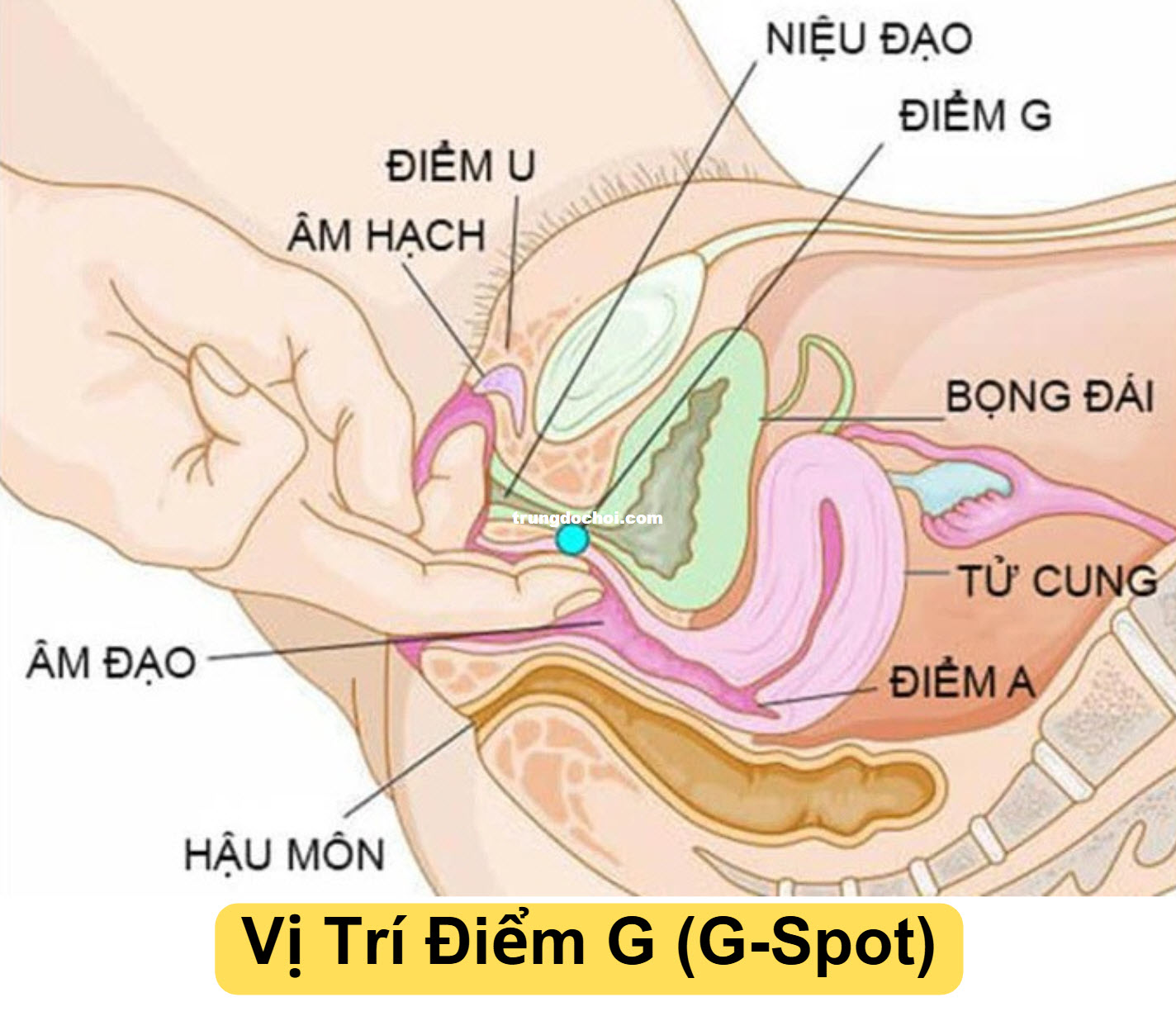xac dinh vi tri diem G xac dinh vi tri diem G