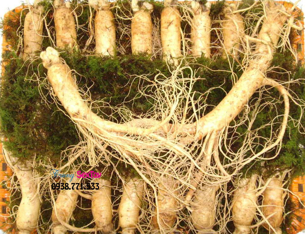 kẹo sâm hamer kẹo sâm hamer