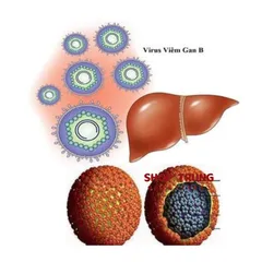 Các bệnh lây qua đường tình dục A-Z Triệu chứng & Cách tránh