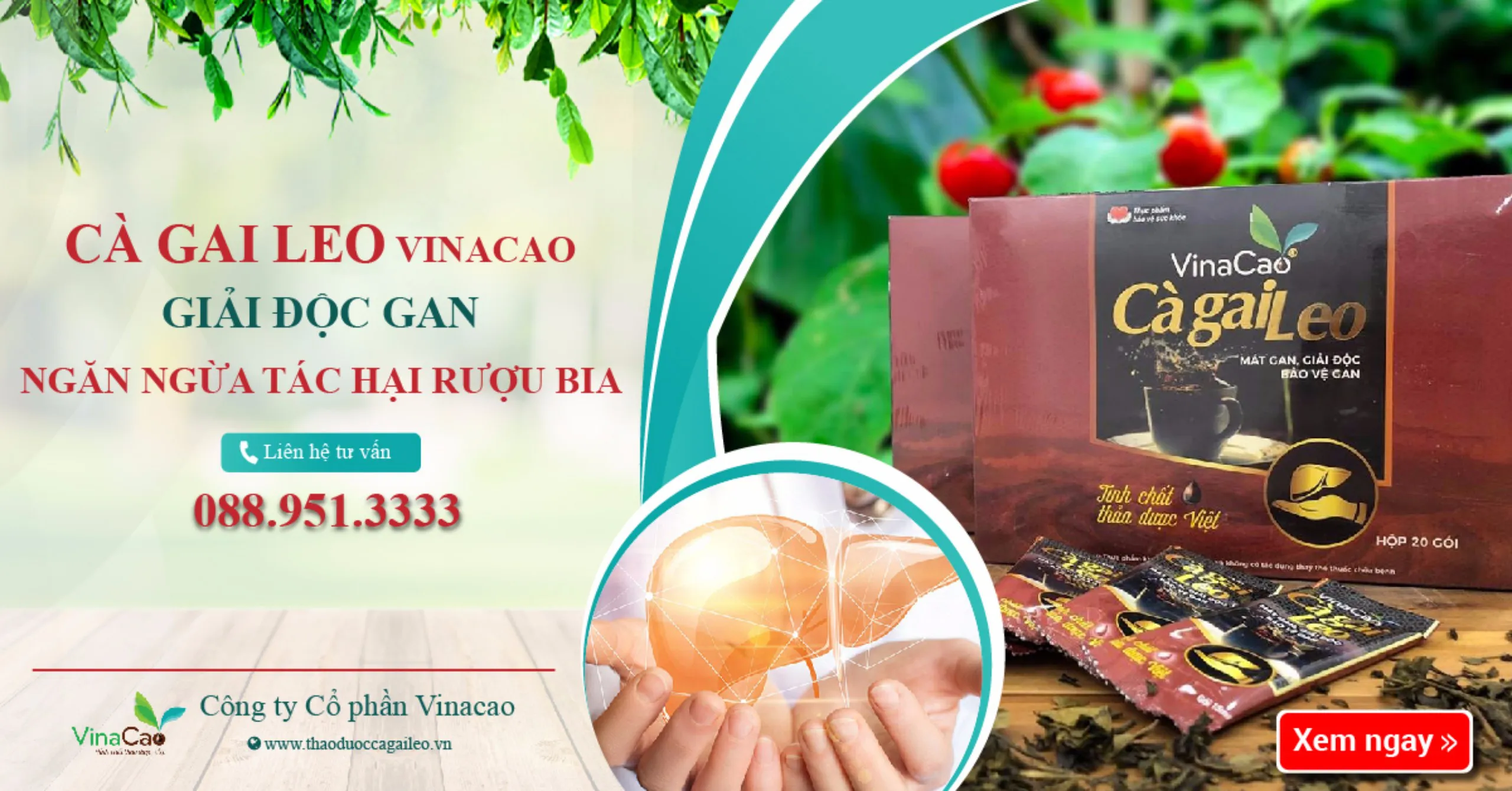 Cà gai leo Vinacao - Bảo vệ gan, phục hồi chức năng gan