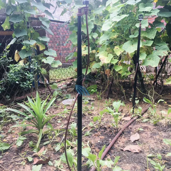 CÂY CẮM BÉC 120CM