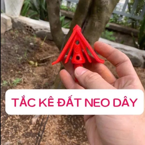 TẮC KÊ ĐẤT NEO DÂY