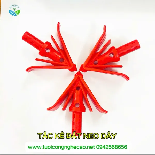 TẮC KÊ ĐẤT NEO DÂY