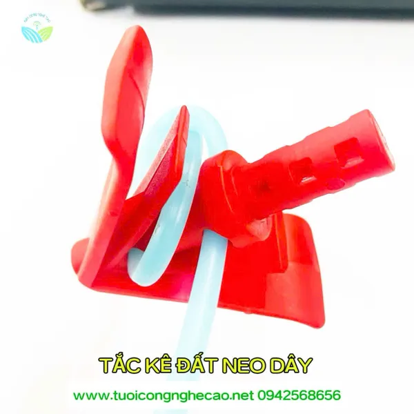 TẮC KÊ ĐẤT NEO DÂY