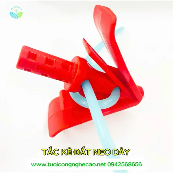 TẮC KÊ ĐẤT NEO DÂY