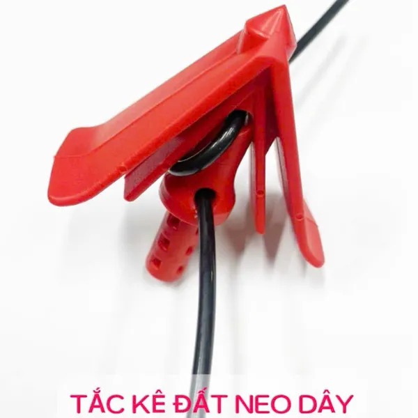 TẮC KÊ ĐẤT NEO DÂY