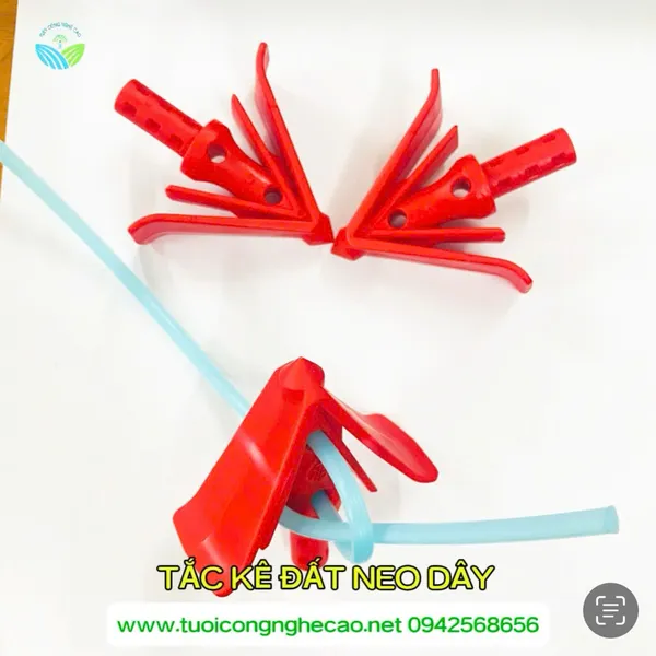 TẮC KÊ ĐẤT NEO DÂY