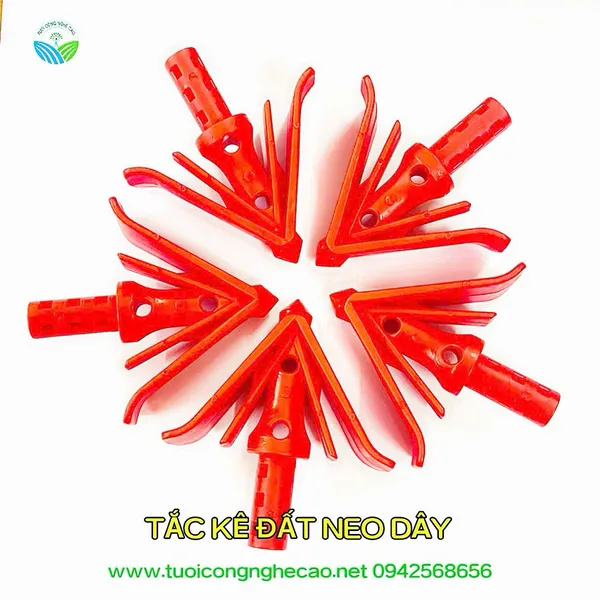 TẮC KÊ ĐẤT NEO DÂY