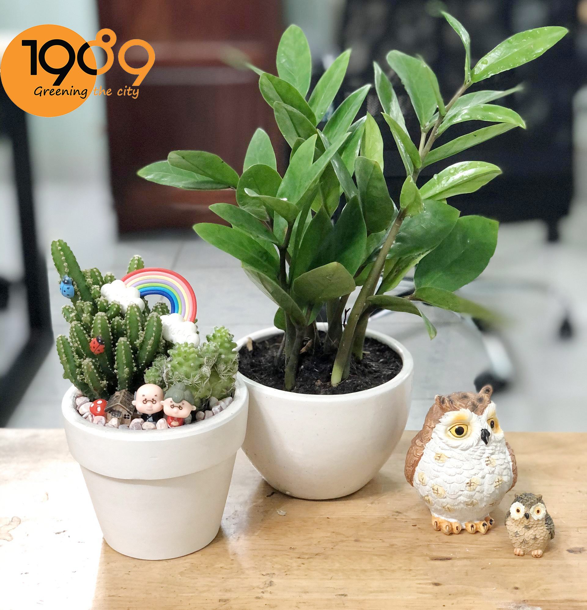 Chọn cây cảnh theo phong thủy để chủ nhà mạnh khỏe tấn tài tấn lộc