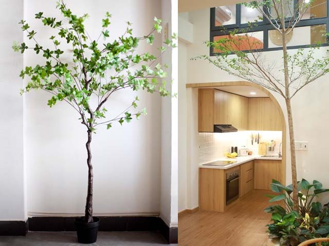 Top 15 các loại cây thân gỗ trồng được trong nhà, quán cafe, resort