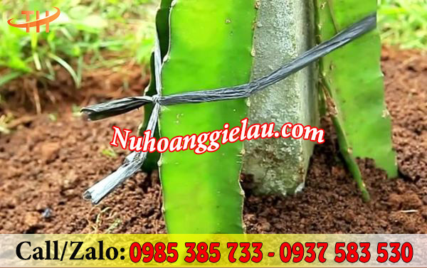 Dây nilon bẹ đen bóng buộc gốc cây Dây nilon bẹ đen bóng buộc gốc cây