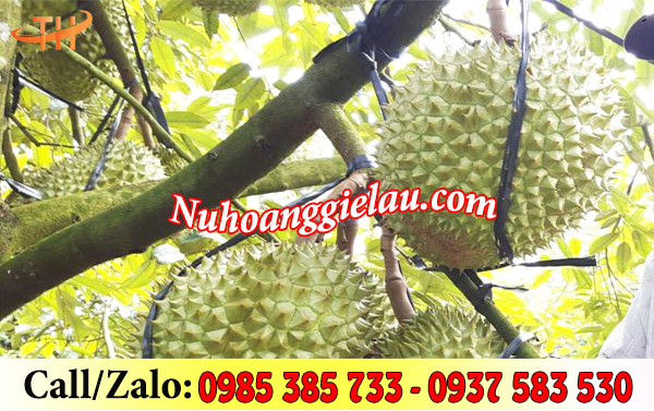 Dây nilon bẹ đen cố định sầu riêng Dây nilon bẹ đen cố định sầu riêng