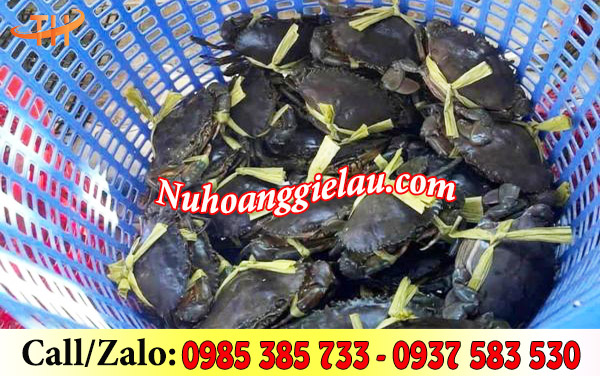 Dây nilon ống buộc cua Dây nilon ống buộc cua