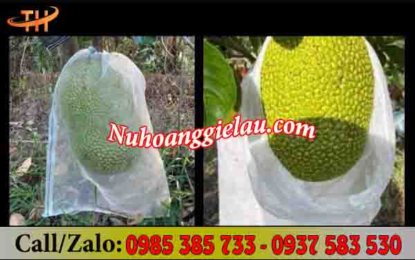 Túi lưới bao trái cây chống côn trùng vừa hiệu quả, vừa an toàn Túi lưới bao trái cây chống côn trùng vừa hiệu quả, vừa an toàn