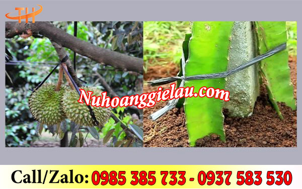 Dây nilon bó đen bản lớn được dùng phổ biến trong nông nghiệp Dây nilon bó đen bản lớn được dùng phổ biến trong nông nghiệp