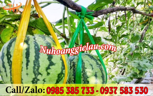 Dây nilon ống cố định trái Dây nilon ống cố định trái