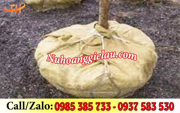 Bao bố đã qua sử dụng làm bầu đất cho gốc cây Bao bố đã qua sử dụng làm bầu đất cho gốc cây