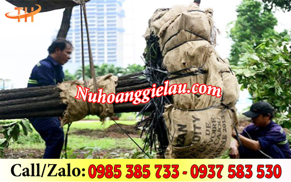 Bao bố được ứng dụng hiệu quả trong nhiều ngành nghề Bao bố được ứng dụng hiệu quả trong nhiều ngành nghề