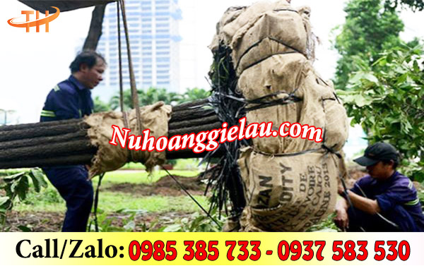 Bao bố được dùng để bọc gốc cây trồng khi di chuyển Bao bố được dùng để bọc gốc cây trồng khi di chuyển