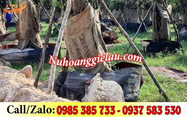 Bao bố dùng trồng cây Bao bố dùng trồng cây