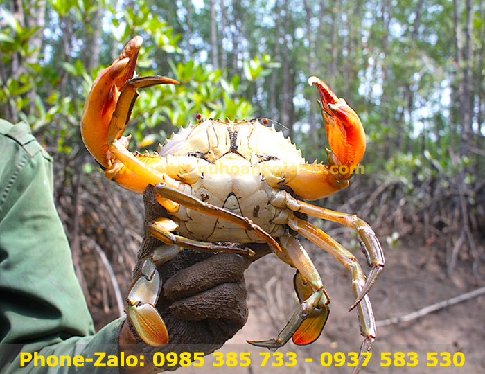 dây trói cua sống