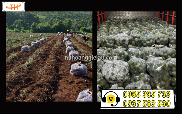 Túi nilon đựng nông sản từ lúc thu hoạch đến vựa Túi nilon đựng nông sản từ lúc thu hoạch đến vựa