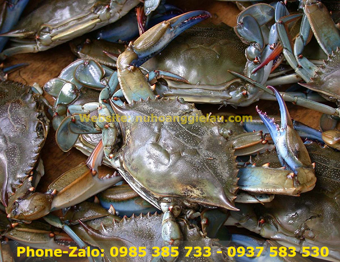 Dây cột cua các cỡ