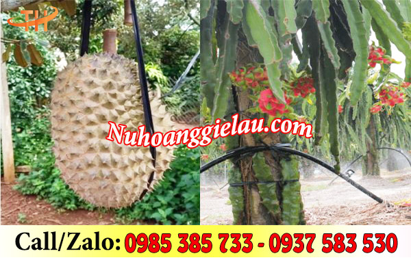 Dây nilon đen bản to ứng dụng nhiều trong nông nghiệp Dây nilon đen bản to ứng dụng nhiều trong nông nghiệp