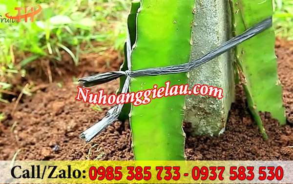 Dây bẹ buộc thanh long Dây bẹ buộc thanh long