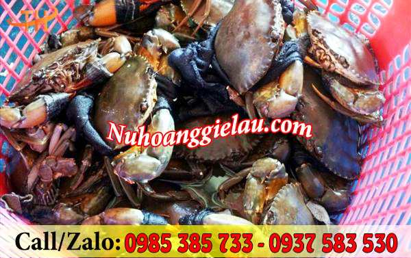 Dây cột cua tiện lợi, an toàn Dây cột cua tiện lợi, an toàn