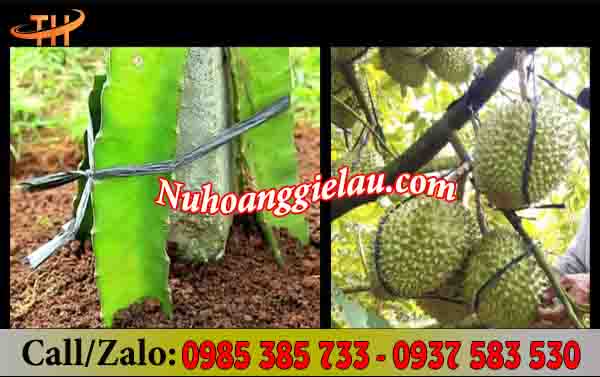 Dây buộc hàng nilon bẹ đen bản lớn được ứng dụng phổ biến trong đời sống Dây buộc hàng nilon bẹ đen bản lớn được ứng dụng phổ biến trong đời sống