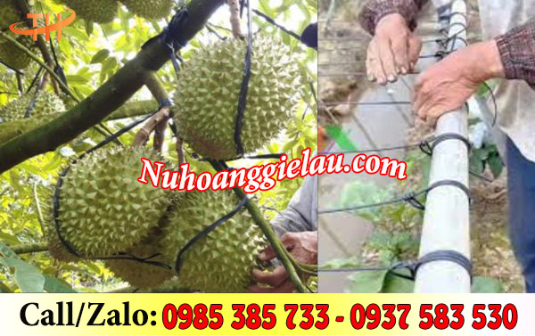 Dây nilon bẹ đen bóng được ứng dụng phổ biến trong nông nghiệp Dây nilon bẹ đen bóng được ứng dụng phổ biến trong nông nghiệp