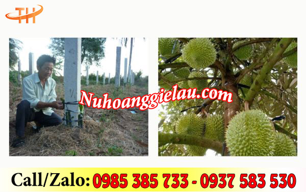 Dây bẹ bản lớn đen bóng được ứng dụng phổ biến trong nông nghiệp Dây bẹ bản lớn đen bóng được ứng dụng phổ biến trong nông nghiệp