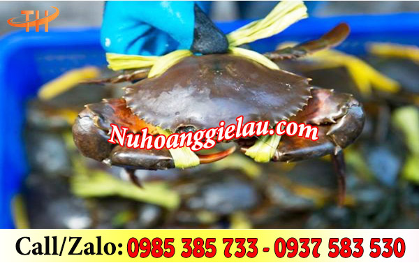 Cuộn dây nilon ống buộc cua Cuộn dây nilon ống buộc cua