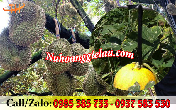 Dây nilon đen bóng bản lớn được ứng dụng rộng rãi trong nông nghiệp Dây nilon đen bóng bản lớn được ứng dụng rộng rãi trong nông nghiệp