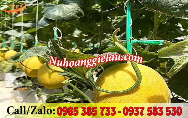 Dây nilon ống sử dụng hiệu quả, tiết kiệm chi phí Dây nilon ống sử dụng hiệu quả, tiết kiệm chi phí