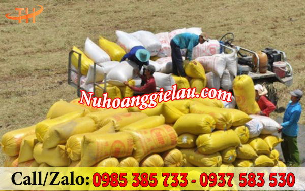 Bao đựng lúa được sử dụng rộng rãi trong đời sống sản xuất Bao đựng lúa được sử dụng rộng rãi trong đời sống sản xuất